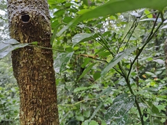 Monilesaurus ellioti