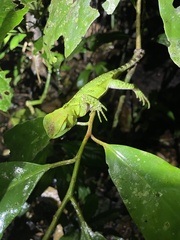 Enyalioides laticeps