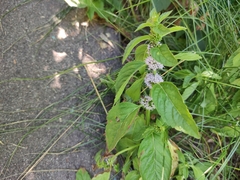 Mentha arvensis