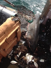 Carcharodon carcharias