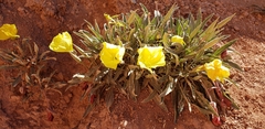 Oenothera howardii