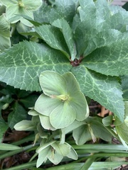Helleborus