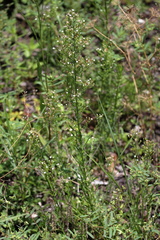 Erigeron canadensis pusillus