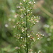 Southern Horseweed - Photo (c) Lauren McLaurin, some rights reserved (CC BY), uploaded by Lauren McLaurin