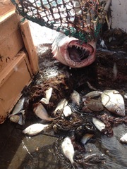 Carcharodon carcharias