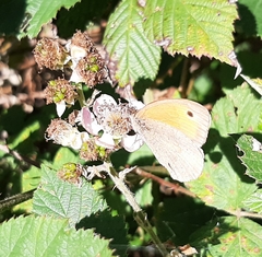 Coenonympha pamphilus