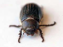 Aplidia transversa transversa