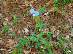 Commelina erecta deamiana