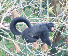 White-Nosed Saki photo 3
