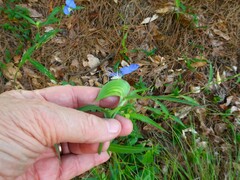 Commelina erecta deamiana