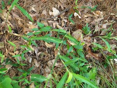 Commelina erecta deamiana