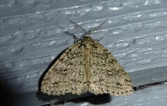 Pseudocoremia rudisata