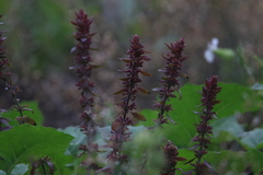 Dracocephalum nutans