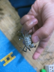 Hemigrapsus sanguineus