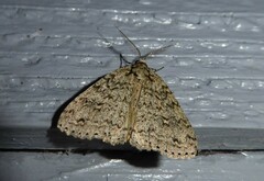 Pseudocoremia rudisata