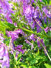Bombus