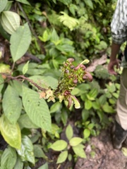 Burmeistera multiflora