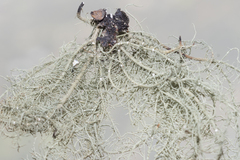 Usnea ceratina
