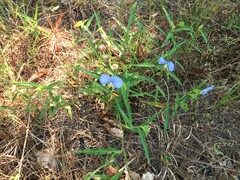 Commelina erecta deamiana
