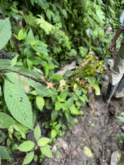 Burmeistera multiflora