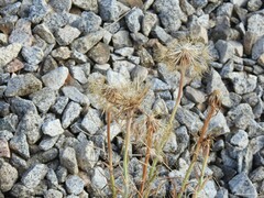 Tragopogon crocifolius