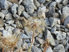Tragopogon crocifolius