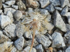 Tragopogon crocifolius