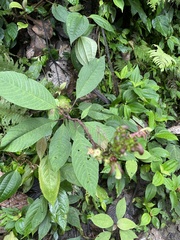 Burmeistera multiflora