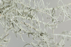 Usnea ceratina