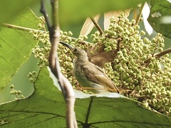 Arachnothera flavigaster