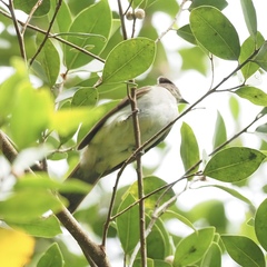 Brachypodius eutilotus