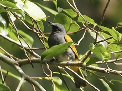 Rubigula cyaniventris