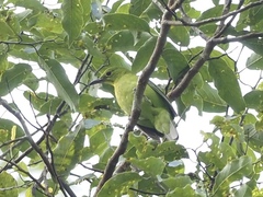 Chloropsis sonnerati