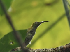 Arachnothera modesta