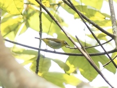 Zosterops auriventer