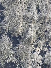 Lethariella intricata