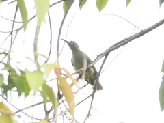 Arachnothera flavigaster