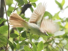 Brachypodius eutilotus