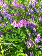 Vicia villosa