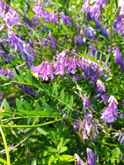Vicia villosa