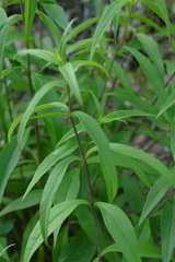 Helianthus laevigatus