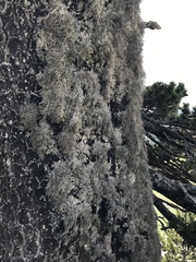 Lethariella intricata