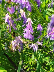 Vicia villosa