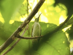 Arachnothera modesta