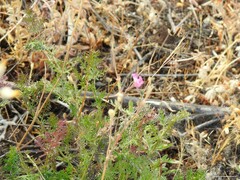 Silene scabriflora