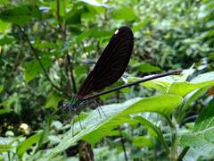 Matrona basilaris