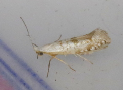 Argyresthia thuiella