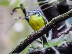 Pogonotriccus eximius