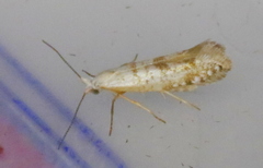 Argyresthia thuiella