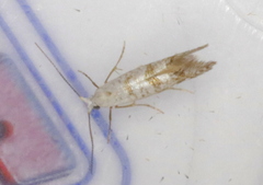 Argyresthia thuiella